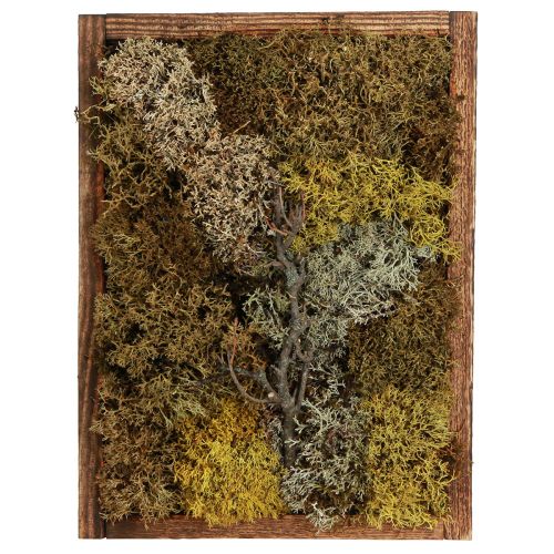 Itens Imagem de musgo imagem de musgo real com moldura preservada 40×30cm
