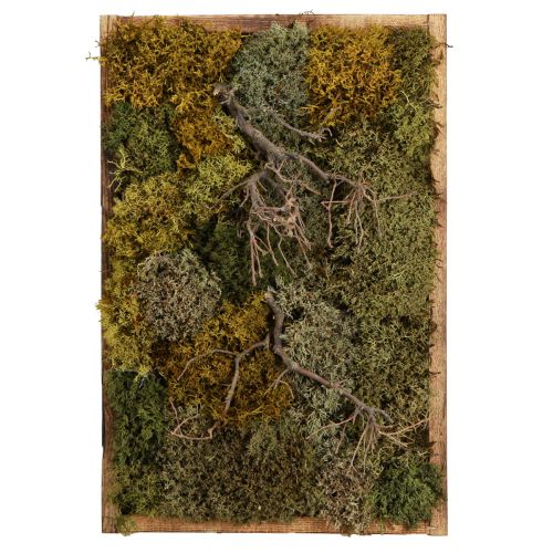 Itens Imagem de musgo preservado musgo real e ramos naturais 60×40cm