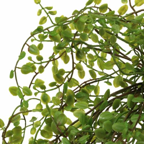 Floristik24 Mühlenbeckia Bush Verde 42cm