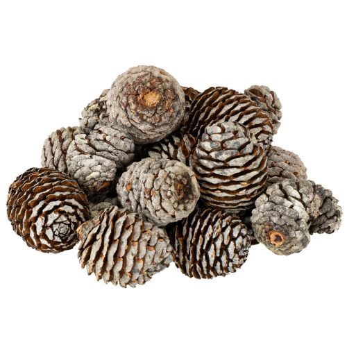 Itens Cones Murii naturais 500g