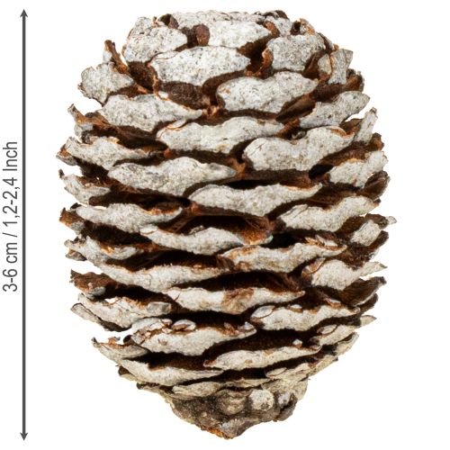 Itens Cones Murii naturais 500g