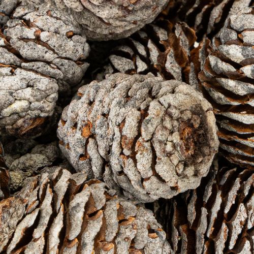 Itens Cones Murii naturais 500g