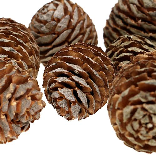 Itens Cones Murii naturais 500g