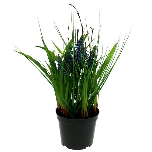 Floristik24 Muscari em vaso azul H 30cm