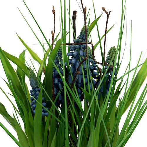 Floristik24 Muscari em vaso azul H 30cm