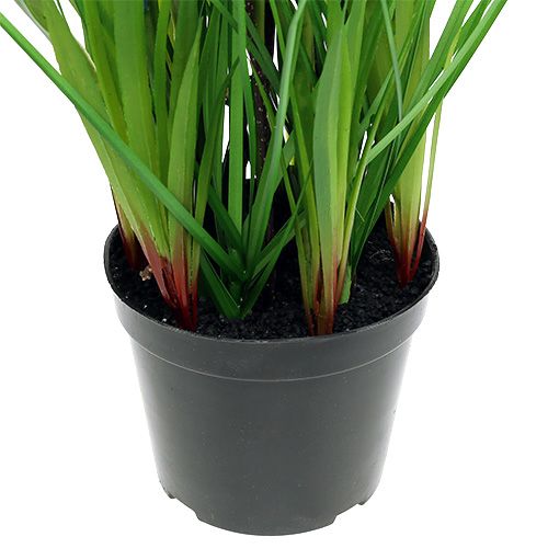 Floristik24 Muscari em vaso azul H 30cm
