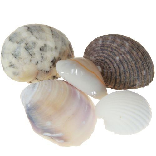 Itens Decoração de conchas mini conchas de caracóis 1–3 cm 340 g