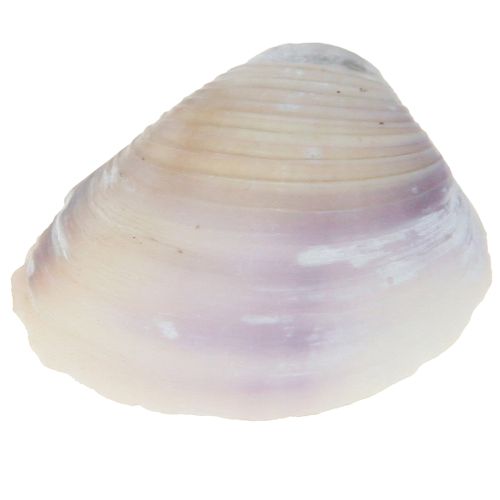 Itens Decoração de conchas mini conchas de caracóis 1–3 cm 340 g