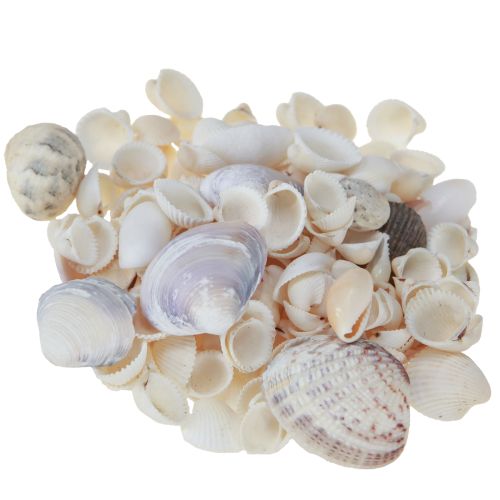 Itens Decoração de conchas mini conchas de caracóis 1–3 cm 340 g
