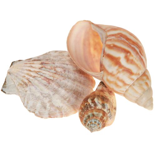Decoração de concha caracol marinho natural 350g × 3 unidades