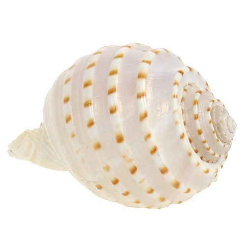 Floristik24 Shell Tonna Tessalata 7pcs