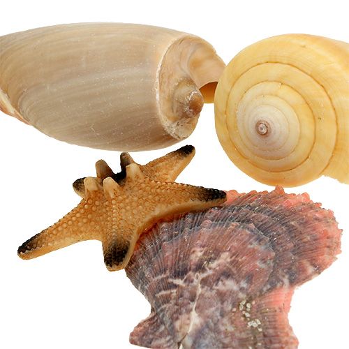 Floristik24 Mistura de mexilhão em caixa natural 380g