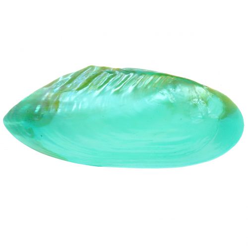 Floristik24 Concha para decoração verde 18cm