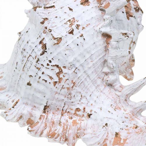 Floristik24 Conchas, decoração marítima, conchas de caracóis branco-dourado L22/17cm conjunto de 2