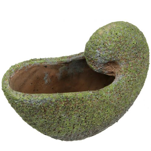 Floristik24 Concha para plantar com musgo 28,5cm x 14cm Alt.21cm
