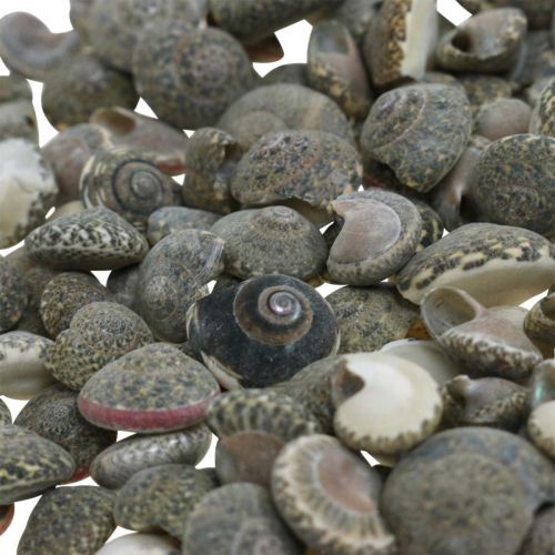 Itens Conchas de decoração dispersa umbônio, decoração marítima natureza 8-16mm 1400g