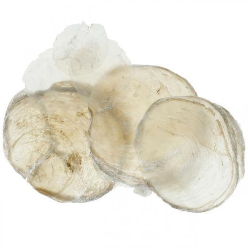Floristik24 Decoração de praia, conchas capiz 5-10cm, artigos naturais, madrepérola, marítima 1kg