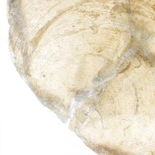 Itens Decoração de praia, conchas capiz 5-10cm, artigos naturais, madrepérola, marítima 1kg