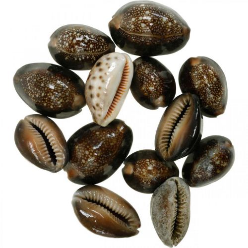 Floristik24 Cowrie shell deco natureza decoração marítima caracóis 500g