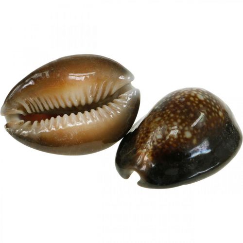 Itens Cowrie shell deco natureza decoração marítima caracóis 500g