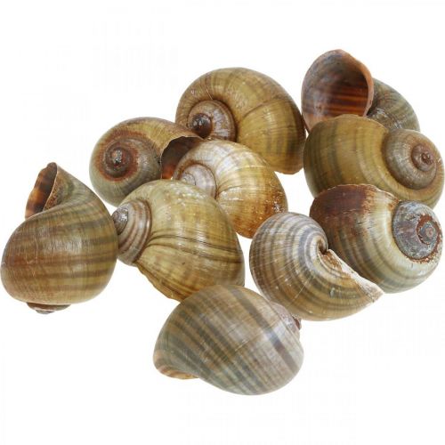 Floristik24 Decoração de caracol, conchas de caracol natureza marítima, verde 10 unid.