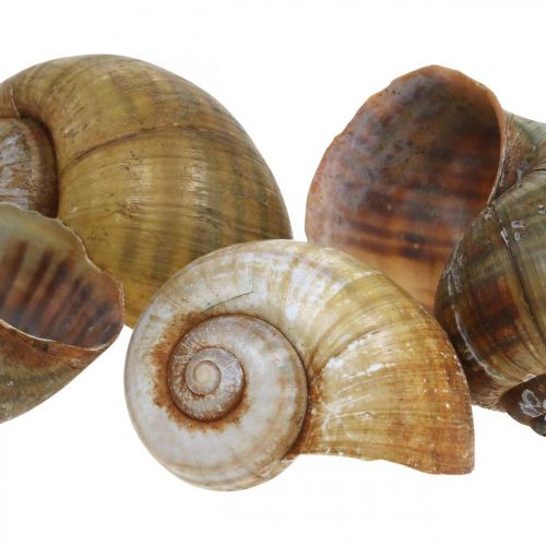 Itens Decoração de caracol, conchas de caracol natureza marítima, verde 10 unidades