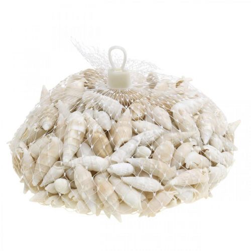 Floristik24 Caracóis Deco branco, caracol do mar decoração natural 2-5cm 1kg