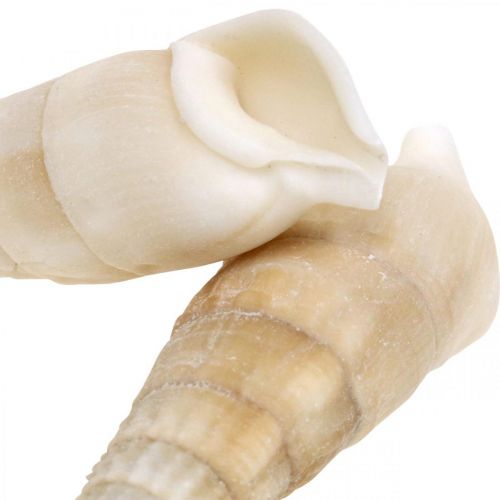 Itens Caracóis Deco branco, caracol do mar decoração natural 2-5cm 1kg