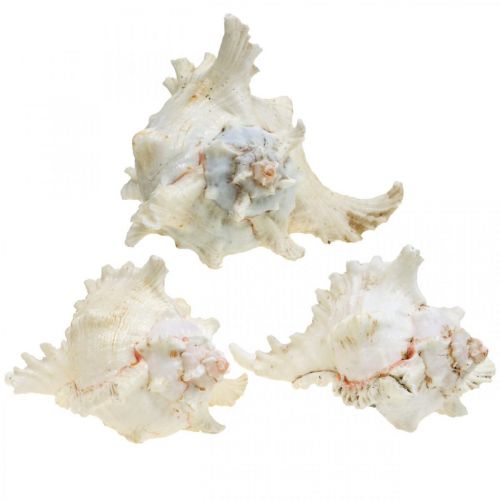 Itens Concha Chicoreus ramosus 16cm 3 un.