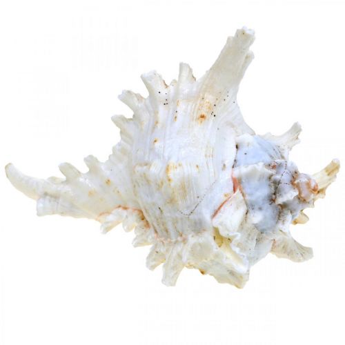 Itens Concha Chicoreus ramosus 16cm 3 un.