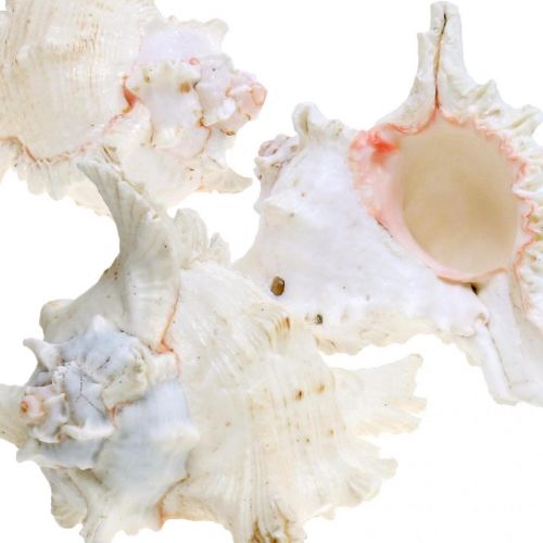 Itens Concha Chicoreus ramosus 16cm 3 un.