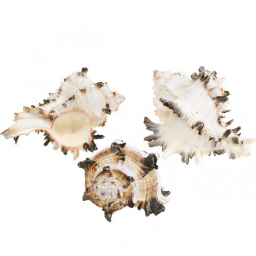 Floristik24 Deco conchas de caracóis listradas, decoração natural de caracóis marinhos 1kg