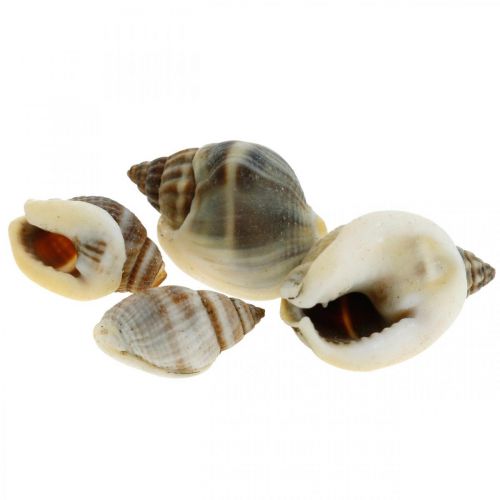 Itens Decoração natural, conchas de caracol naturais 1–2cm, decoração de conchas 1kg