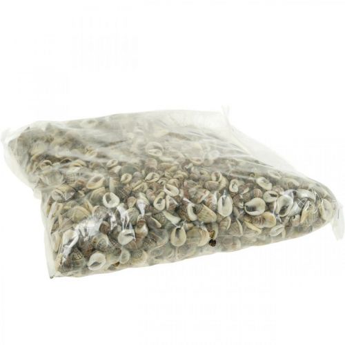 Floristik24 Decoração natural, conchas de caracol naturais 1–2cm, decoração de conchas 1kg