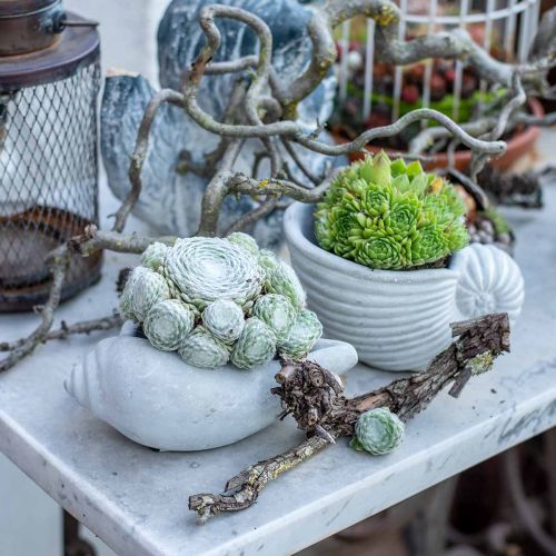 Floristik24 Vaso de planta de concha, concha de caracol de tigela de planta, decoração de concreto marítimo L17cm H7.5cm 3 peças