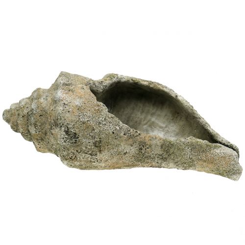 Floristik24 Concha para plantar L40cm