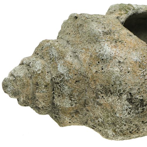 Floristik24 Concha para plantar L40cm