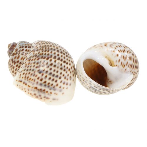 Floristik24 Caracóis naturais 500g