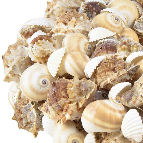 Floristik24 Coroa de conchas de caracol para pendurar coco natural Ø25cm