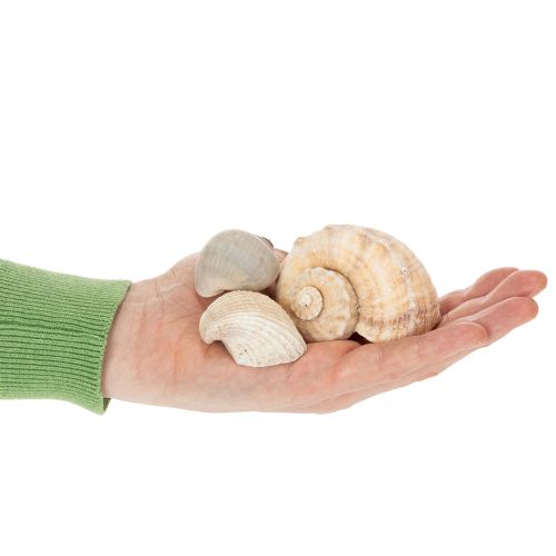 Itens Caracóis e conchas - Detalhes decorativos marítimos para embelezar o seu espaço de forma única - 500g