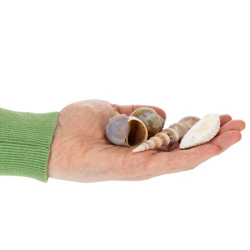 Itens Conchas e caracóis. Artigos decorativos marítimos naturais para uma decoração de interiores elegante. 500g