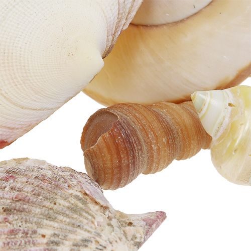 Floristik24 Mistura de conchas em uma cesta 16cm x 16cm