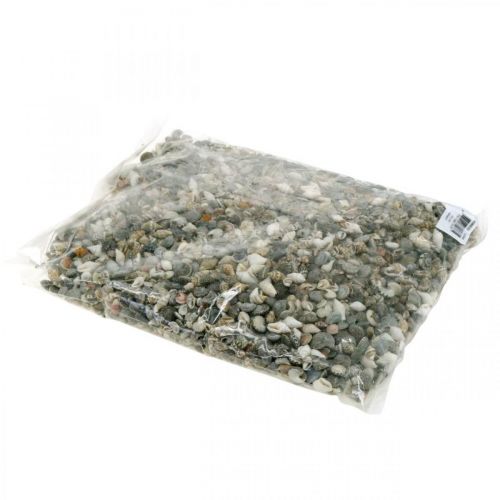 Floristik24 Concha de caracol Deco mini mistura da natureza decoração marítima 1kg