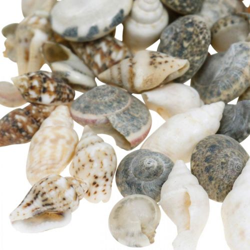 Floristik24 Concha de caracol Deco mini mistura da natureza decoração marítima 1kg