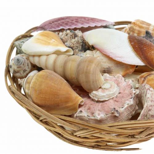 Floristik24 Mistura de conchas em cesto natural Ø15cm 420g