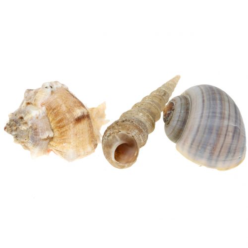 Floristik24 Mistura de casca natural 500g