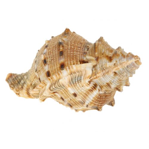 Floristik24 Variedade de casca natural 500g