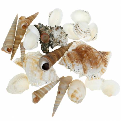 Itens Mistura de conchas e conchas de caracol em rede natural 400g