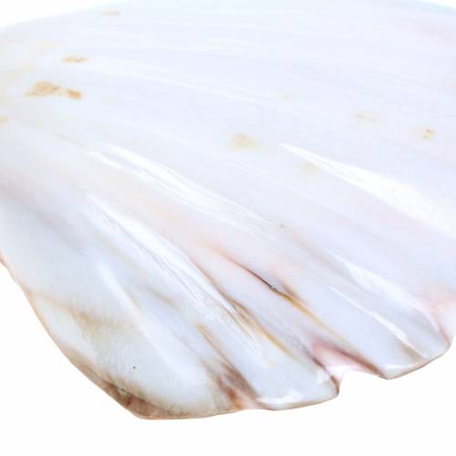 Floristik24 Decoração de concha vieiras polidas 12-13cm 4 un