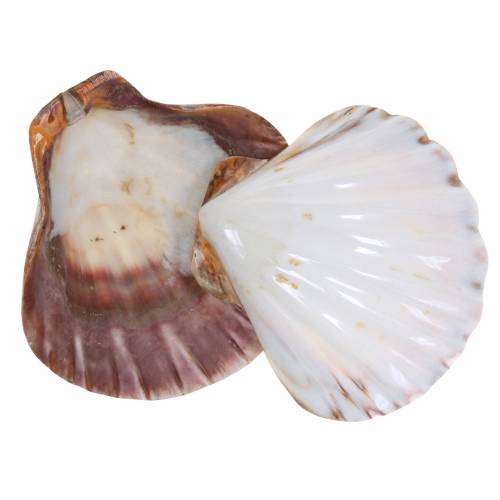 Floristik24 Decoração de concha vieiras polidas 12-13cm 4 un